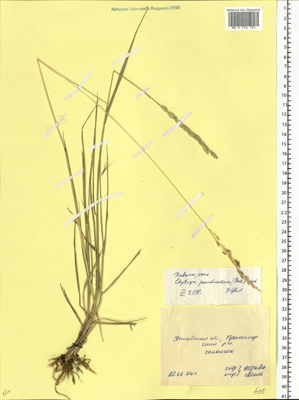 Elymus repens subsp. repens, Eastern Europe, Rostov Oblast (E12a) (Russia)