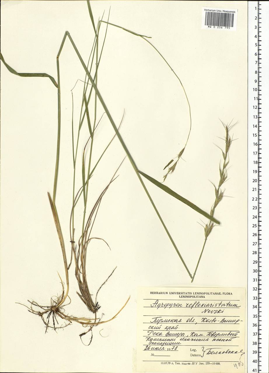 Elymus reflexiaristatus (Nevski) Melderis, Eastern Europe, Eastern region (E10) (Russia)