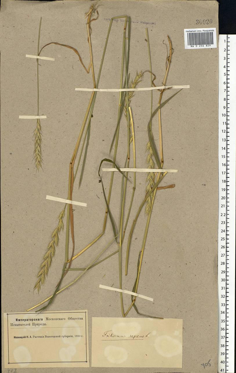 Elymus repens (L.) Gould, Eastern Europe, Northern region (E1) (Russia)