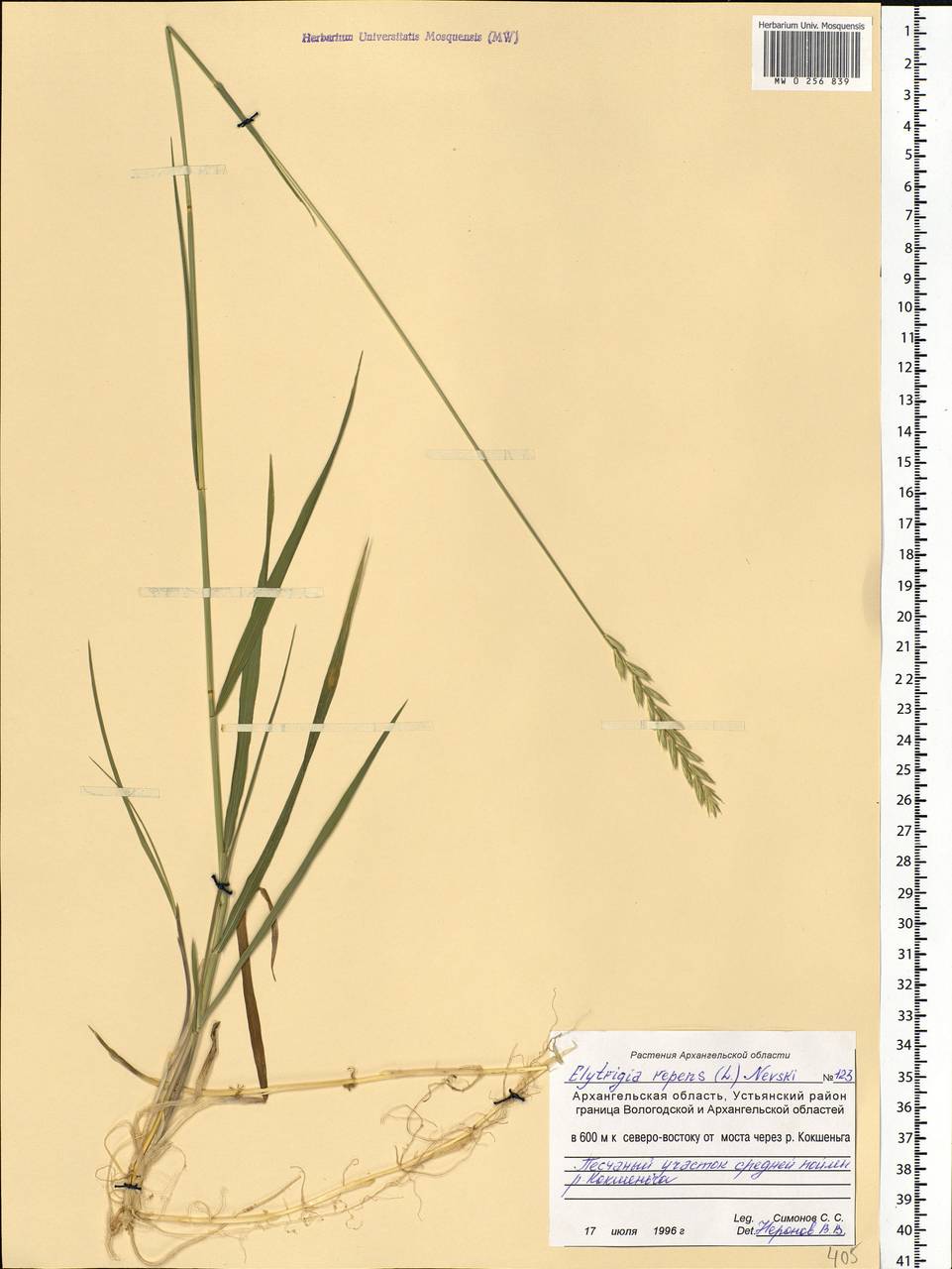 Elymus repens (L.) Gould, Eastern Europe, Northern region (E1) (Russia)