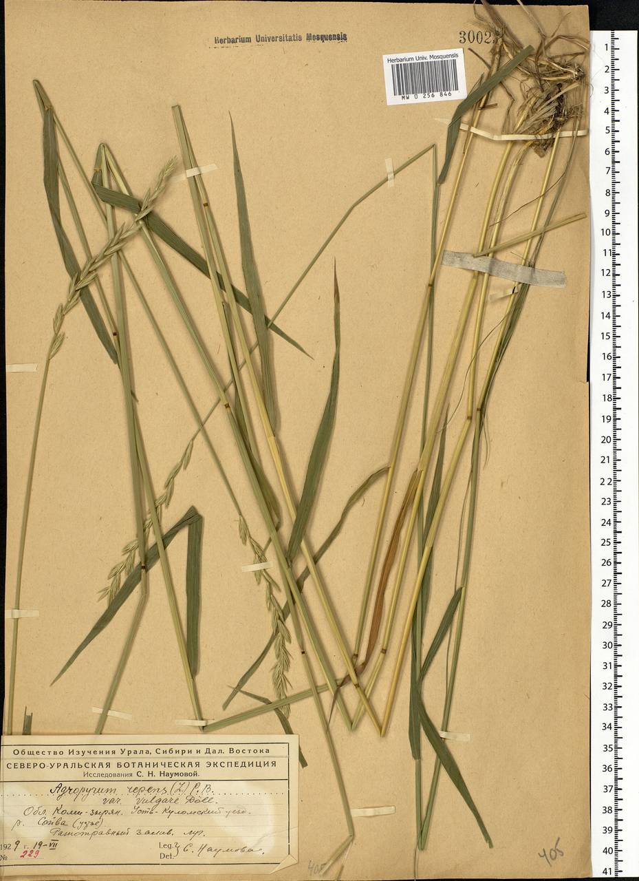 Elymus repens (L.) Gould, Eastern Europe, Northern region (E1) (Russia)