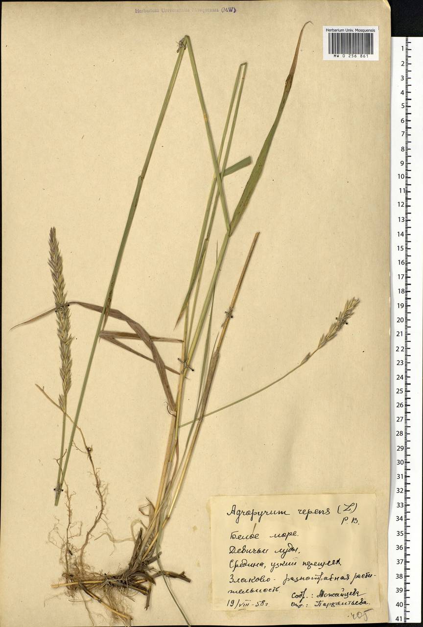 Elymus repens (L.) Gould, Eastern Europe, Northern region (E1) (Russia)