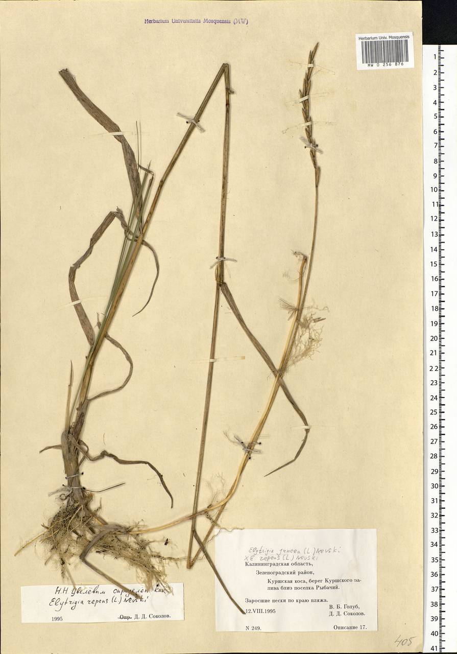 Elymus repens (L.) Gould, Eastern Europe, North-Western region (E2) (Russia)