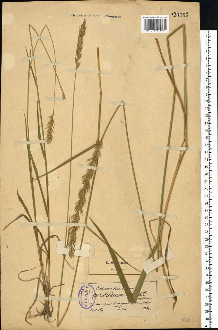 Elymus repens (L.) Gould, Eastern Europe, North-Western region (E2) (Russia)