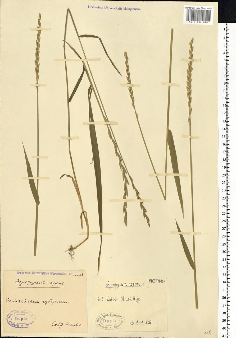 Elymus repens (L.) Gould, Eastern Europe, Latvia (E2b) (Latvia)