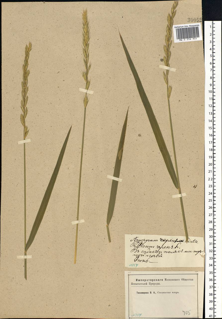 Elymus repens (L.) Gould, Eastern Europe, Western region (E3) (Russia)