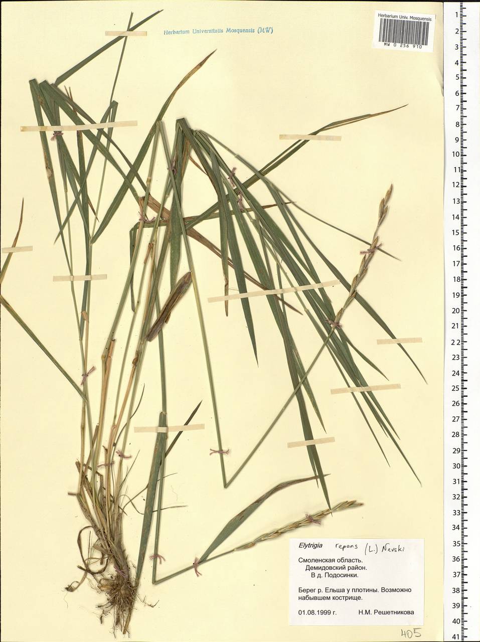Elymus repens (L.) Gould, Eastern Europe, Western region (E3) (Russia)