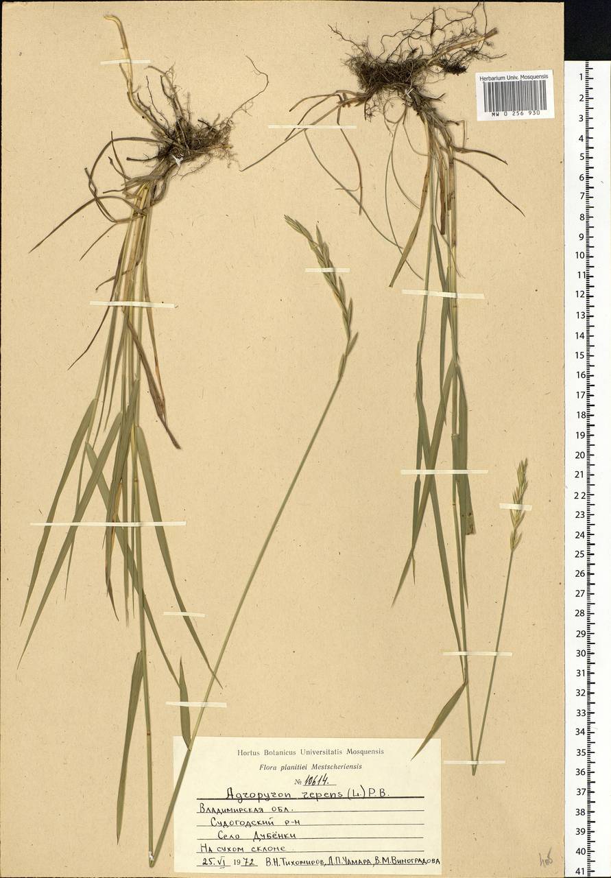 Elymus repens (L.) Gould, Eastern Europe, Central region (E4) (Russia)