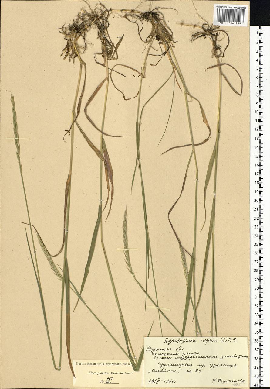 Elymus repens (L.) Gould, Eastern Europe, Central region (E4) (Russia)