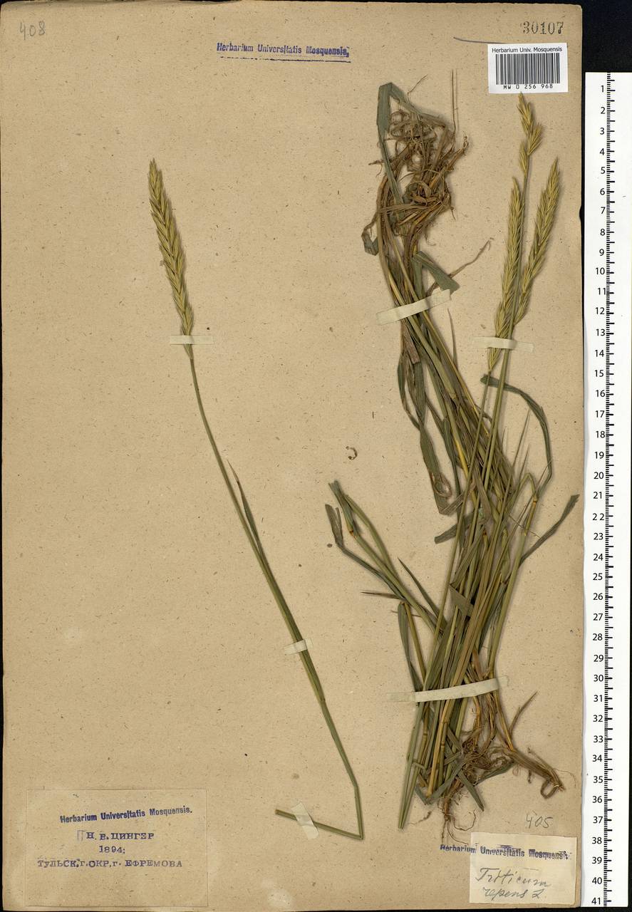 Elymus repens (L.) Gould, Eastern Europe, Central region (E4) (Russia)