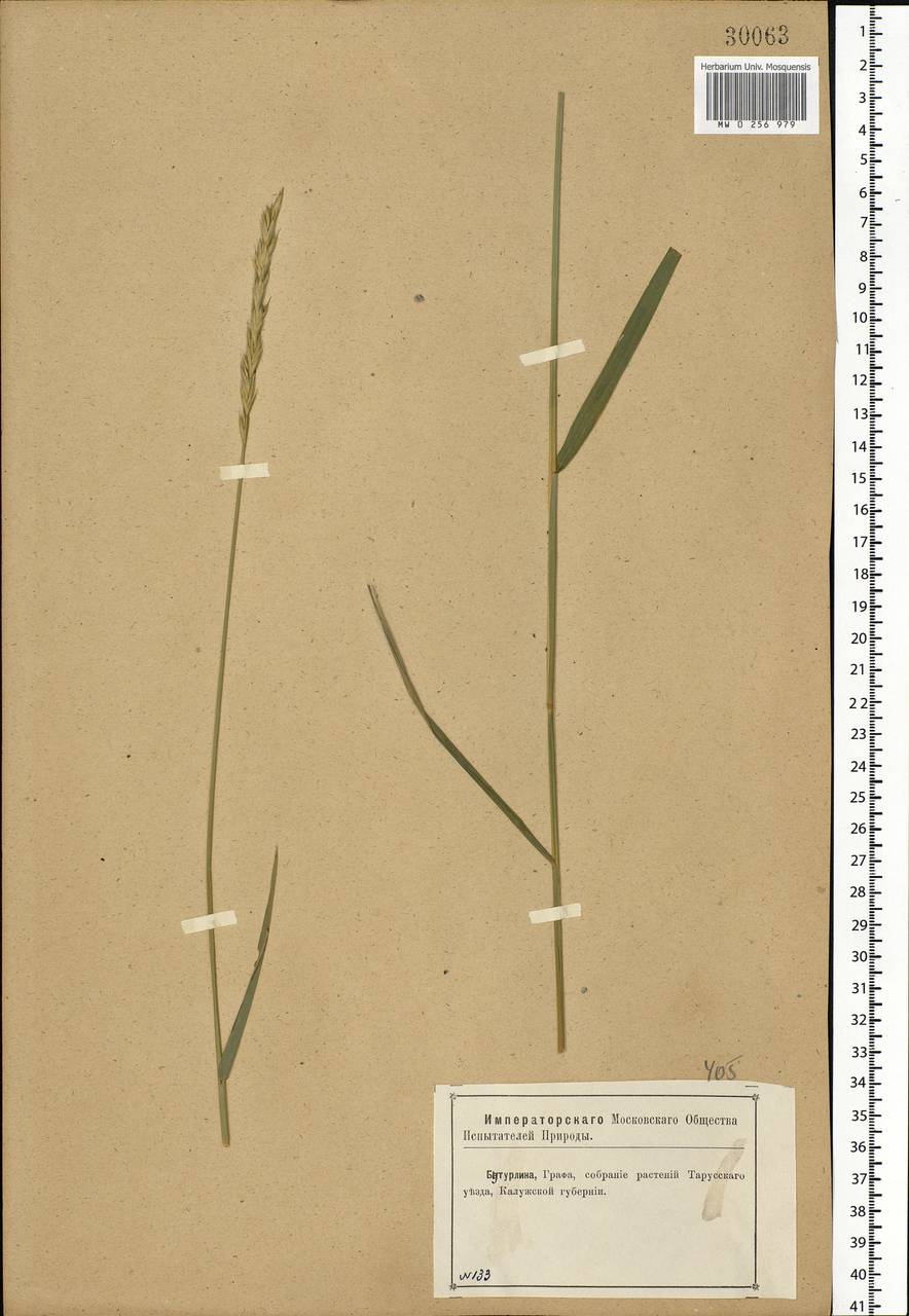Elymus repens (L.) Gould, Eastern Europe, Central region (E4) (Russia)