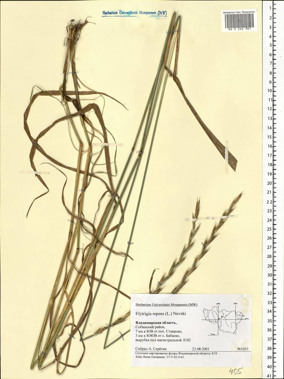 Elymus repens (L.) Gould, Eastern Europe, Central region (E4) (Russia)