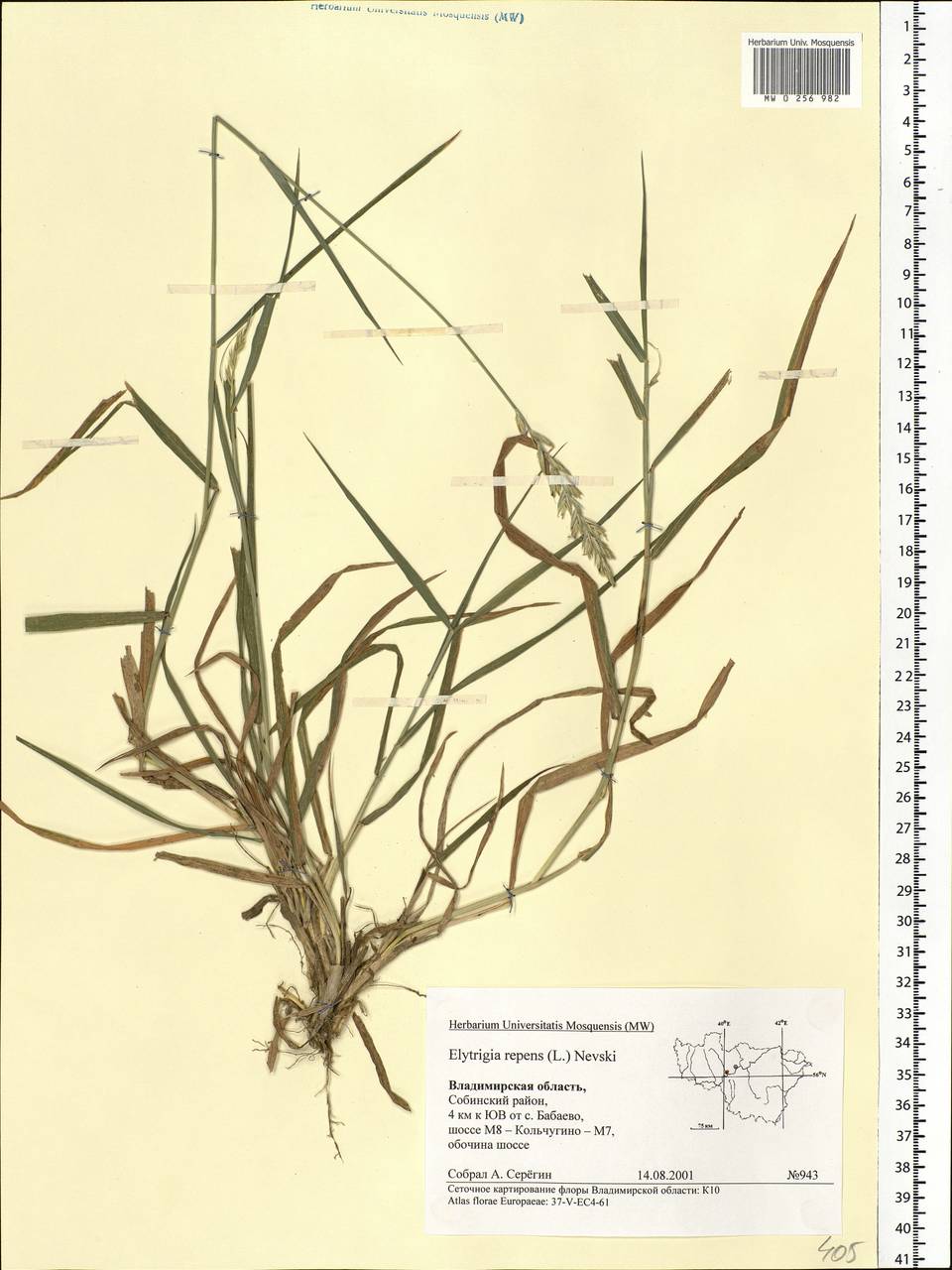 Elymus repens (L.) Gould, Eastern Europe, Central region (E4) (Russia)