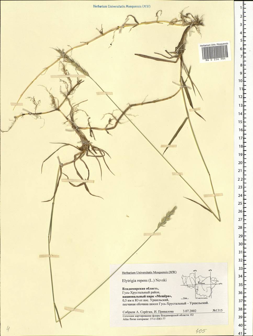 Elymus repens (L.) Gould, Eastern Europe, Central region (E4) (Russia)