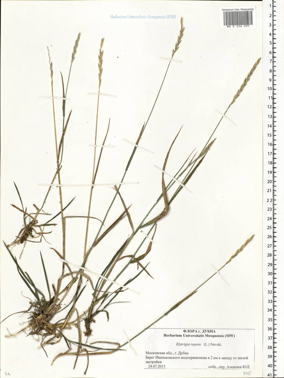 Elymus repens (L.) Gould, Eastern Europe, Moscow region (E4a) (Russia)