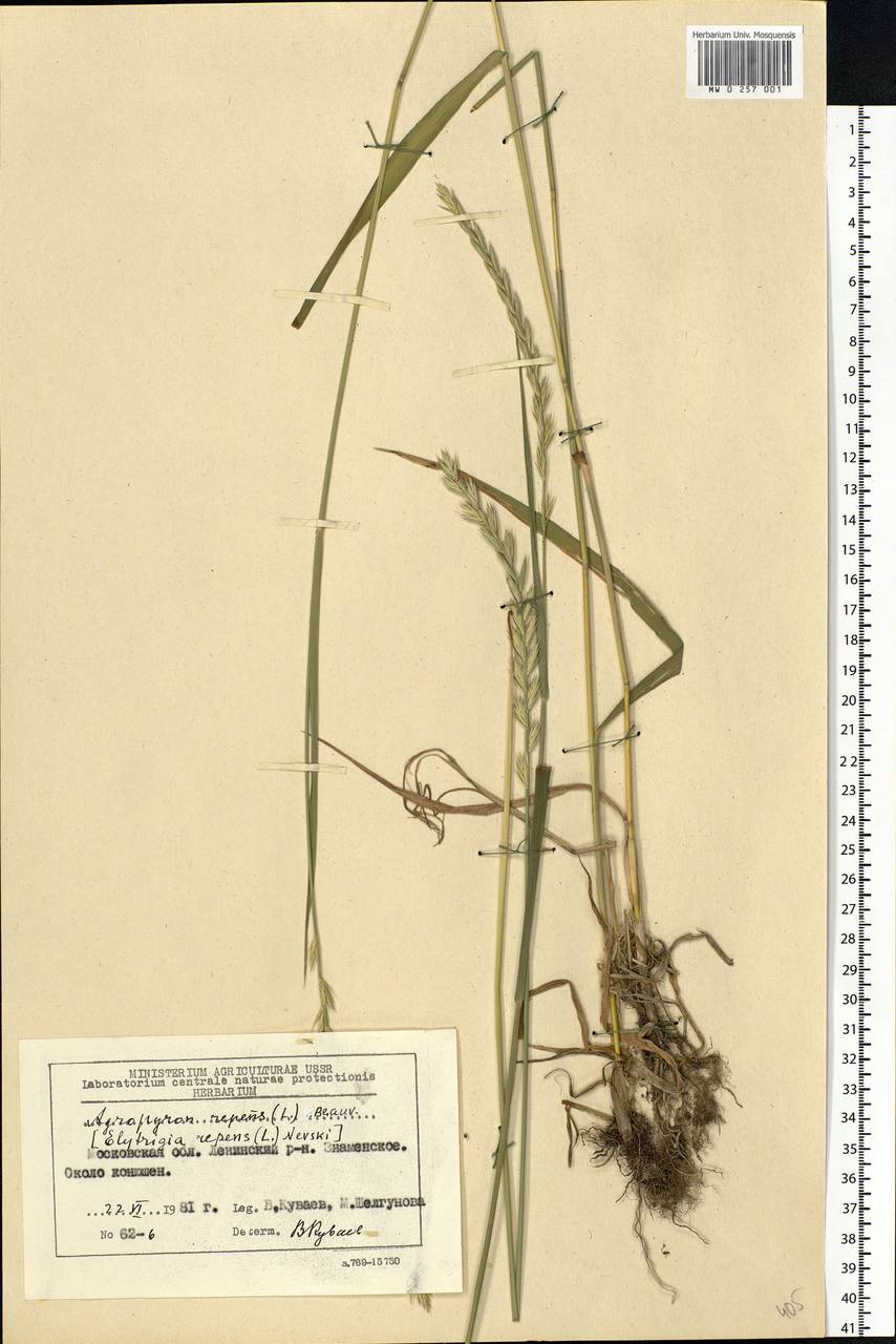 Elymus repens (L.) Gould, Eastern Europe, Moscow region (E4a) (Russia)