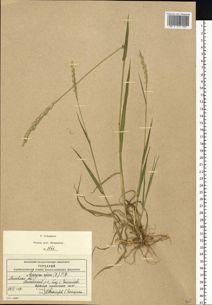 Elymus repens (L.) Gould, Eastern Europe, Moscow region (E4a) (Russia)