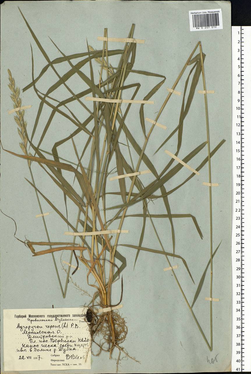 Elymus repens (L.) Gould, Eastern Europe, Moscow region (E4a) (Russia)