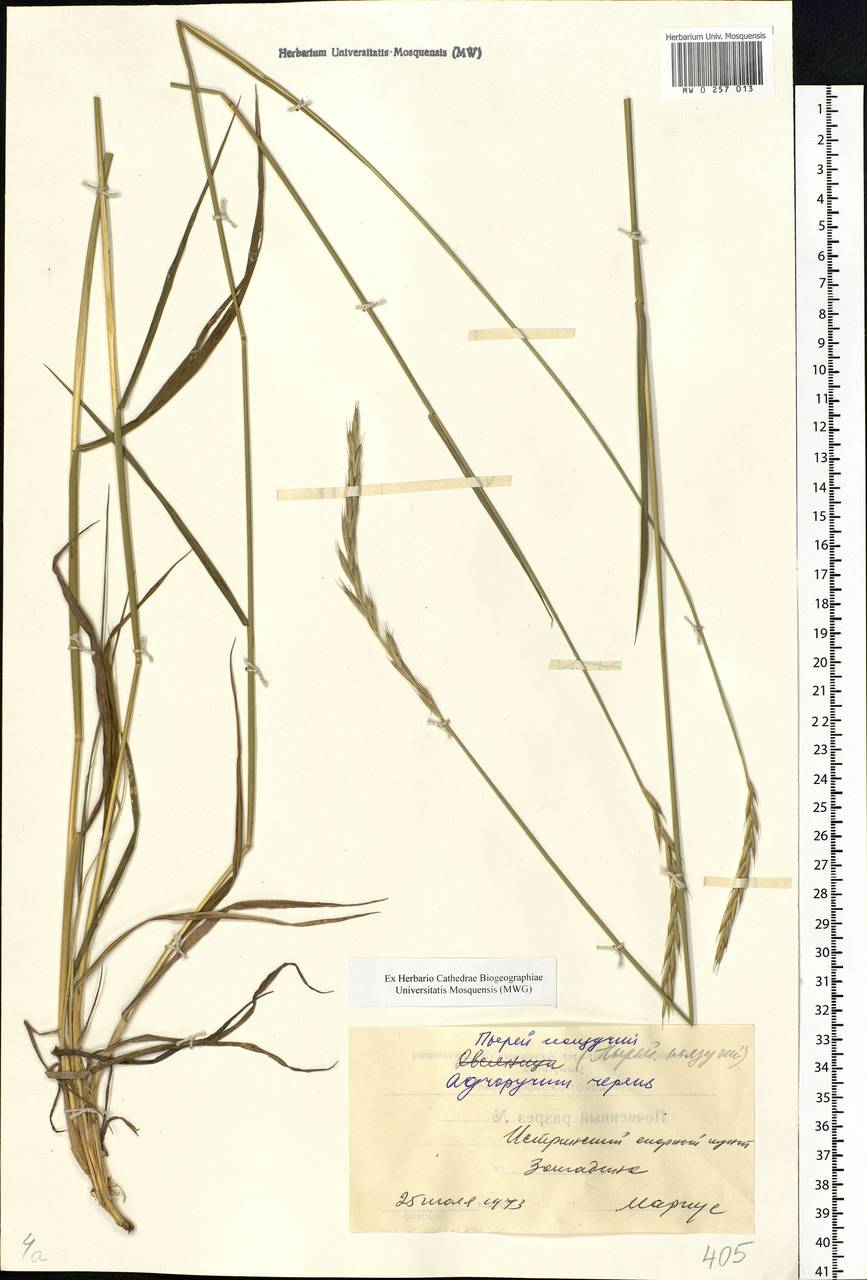 Elymus repens (L.) Gould, Eastern Europe, Moscow region (E4a) (Russia)