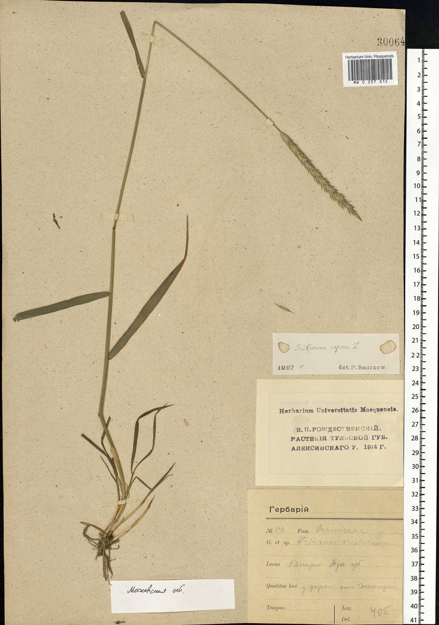 Elymus repens (L.) Gould, Eastern Europe, Moscow region (E4a) (Russia)