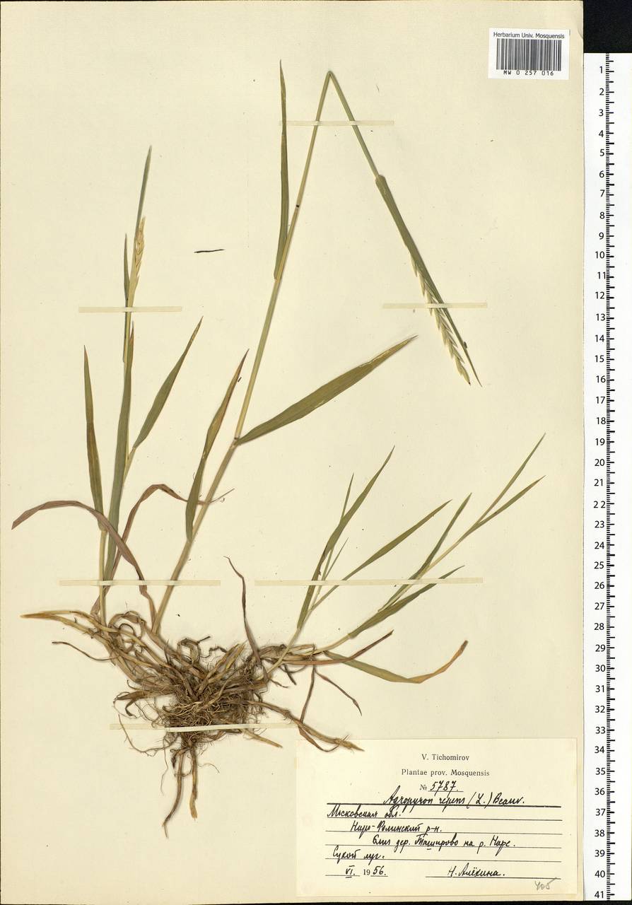 Elymus repens (L.) Gould, Eastern Europe, Moscow region (E4a) (Russia)