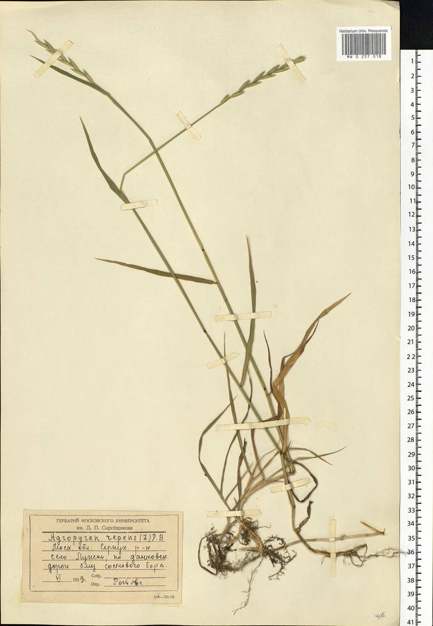 Elymus repens (L.) Gould, Eastern Europe, Moscow region (E4a) (Russia)