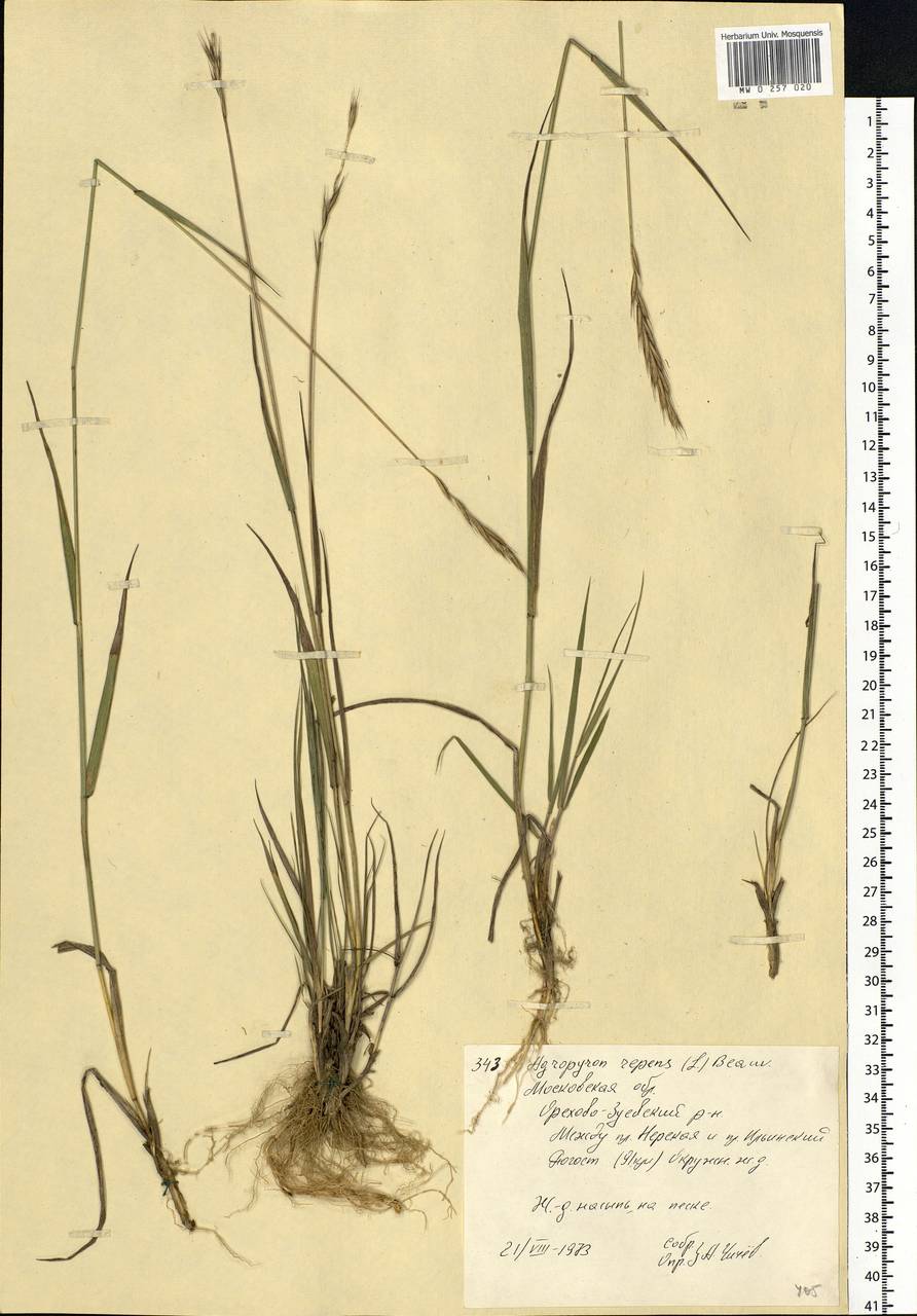 Elymus repens (L.) Gould, Eastern Europe, Moscow region (E4a) (Russia)