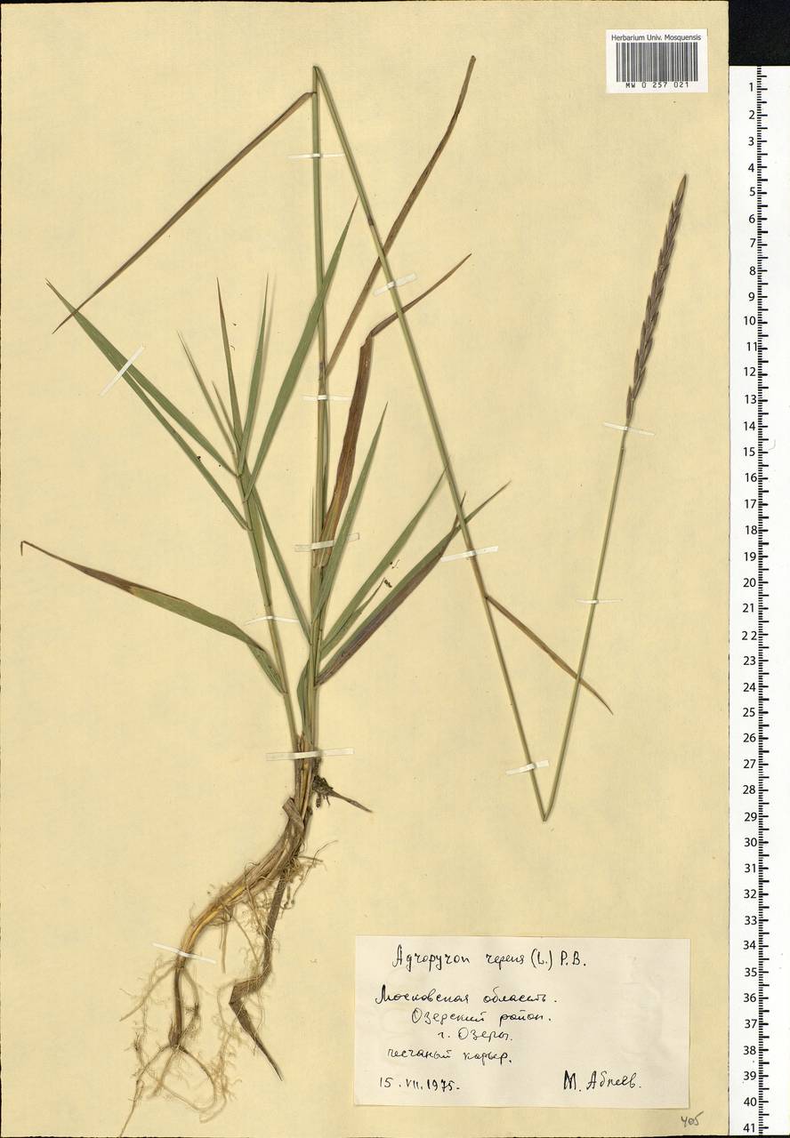 Elymus repens (L.) Gould, Eastern Europe, Moscow region (E4a) (Russia)
