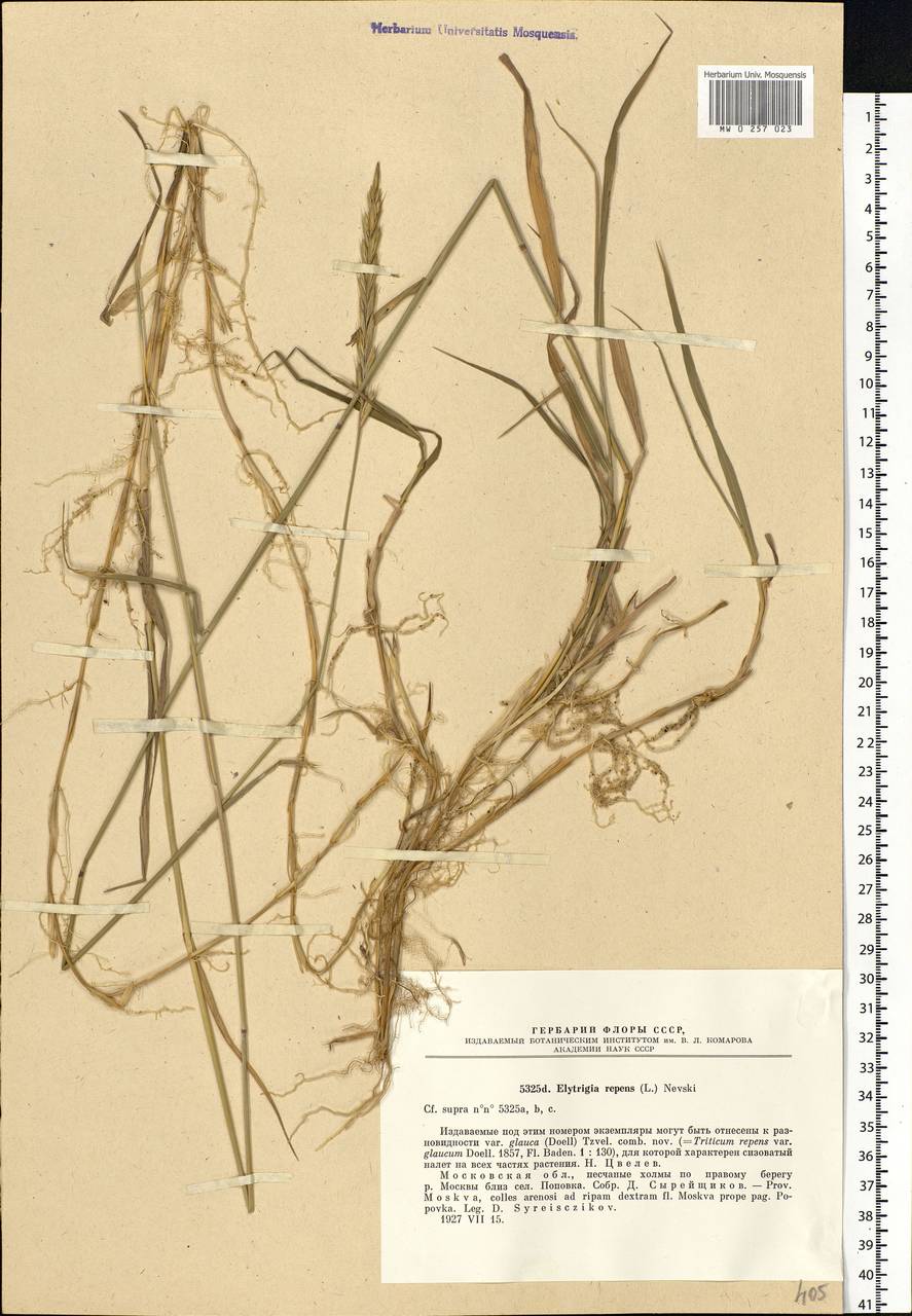 Elymus repens (L.) Gould, Eastern Europe, Moscow region (E4a) (Russia)