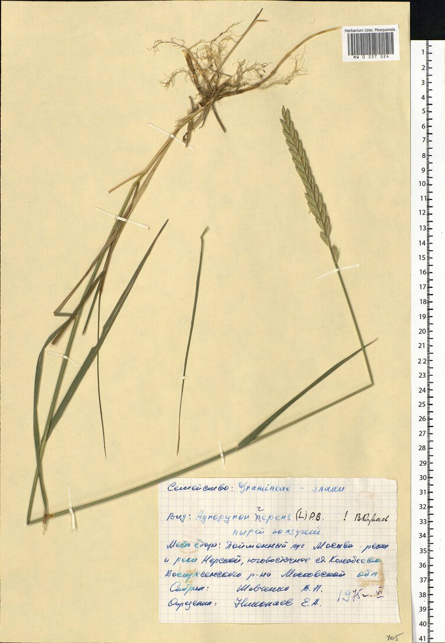 Elymus repens (L.) Gould, Eastern Europe, Moscow region (E4a) (Russia)