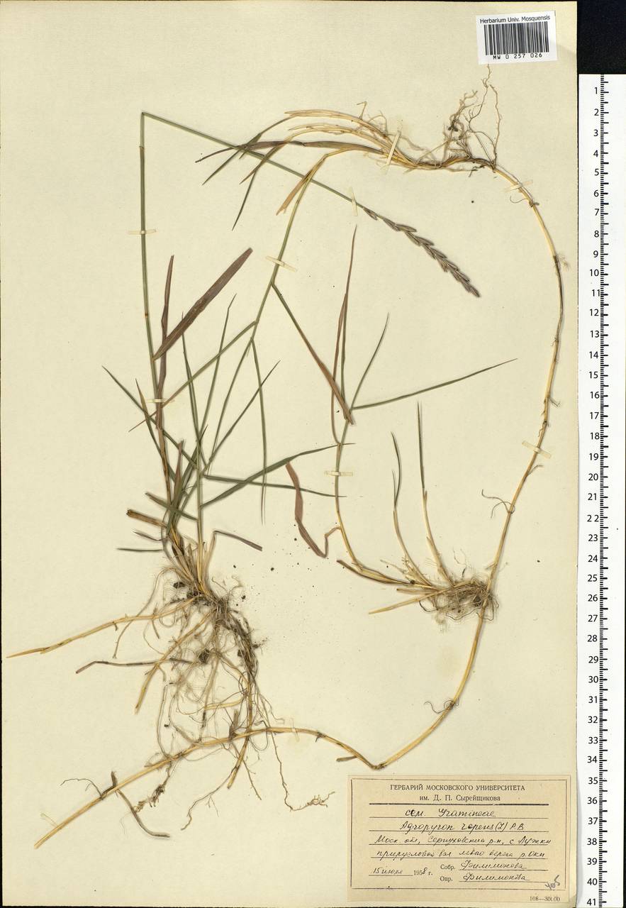 Elymus repens (L.) Gould, Eastern Europe, Moscow region (E4a) (Russia)