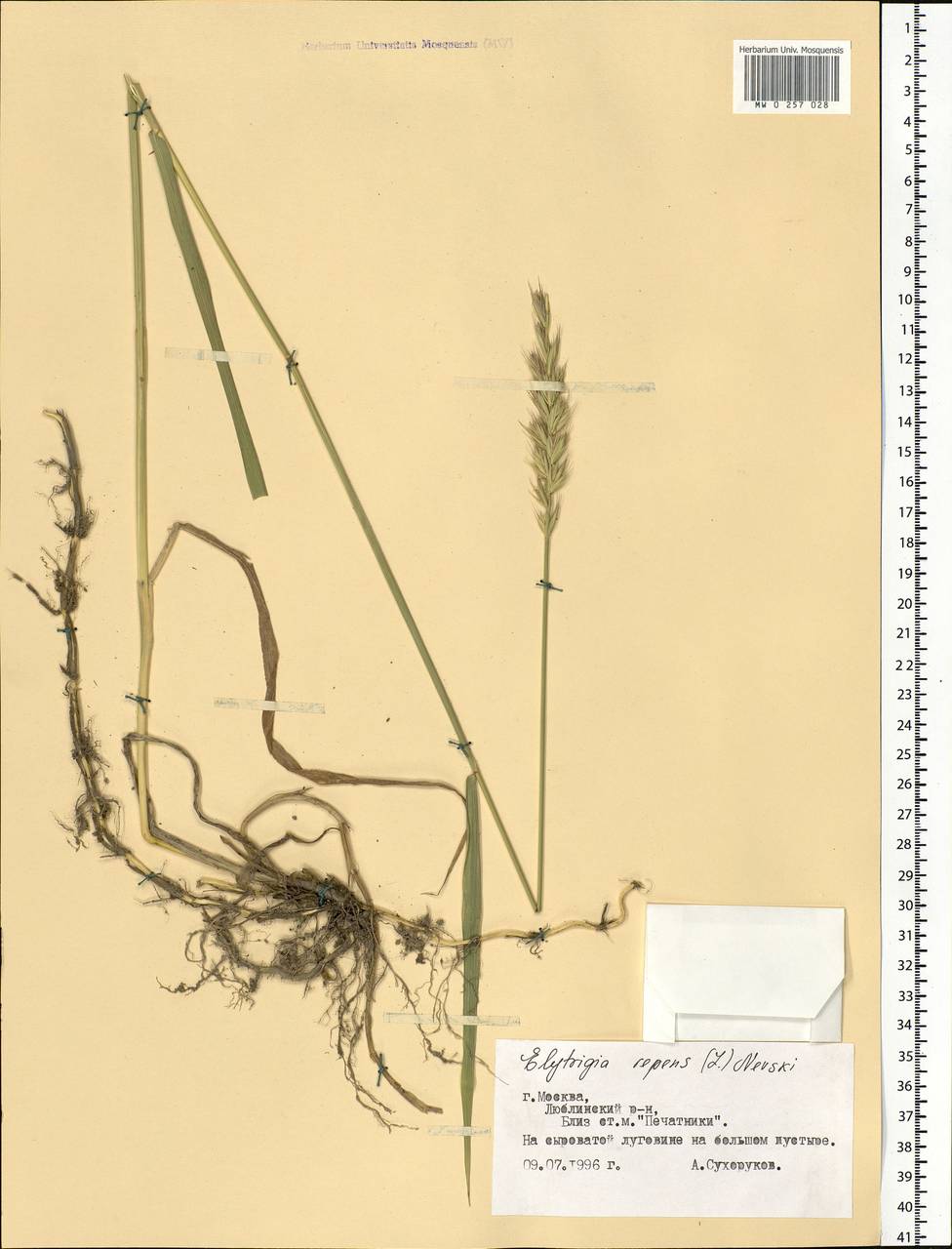 Elymus repens (L.) Gould, Eastern Europe, Moscow region (E4a) (Russia)
