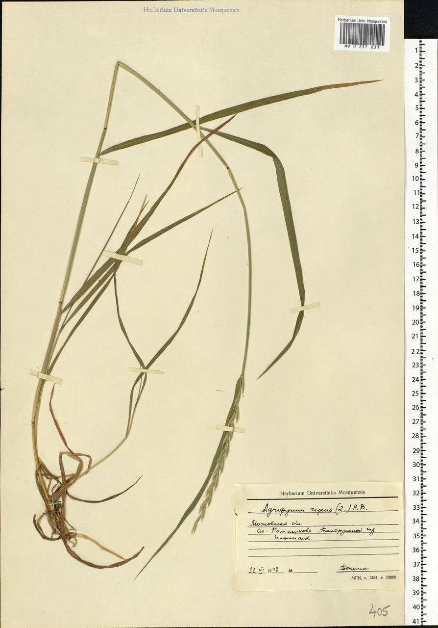 Elymus repens (L.) Gould, Eastern Europe, Moscow region (E4a) (Russia)