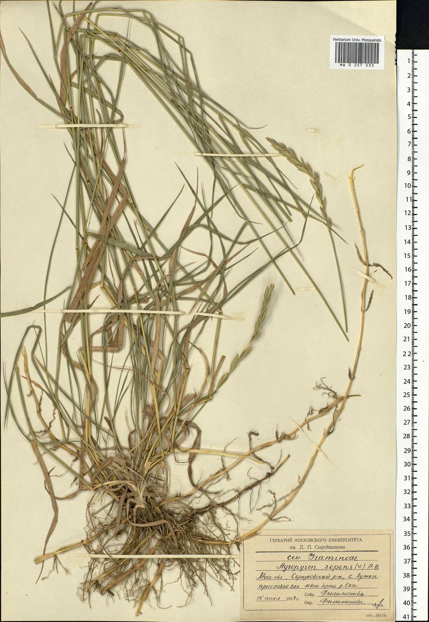 Elymus repens (L.) Gould, Eastern Europe, Moscow region (E4a) (Russia)