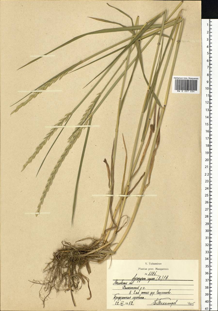 Elymus repens (L.) Gould, Eastern Europe, Moscow region (E4a) (Russia)