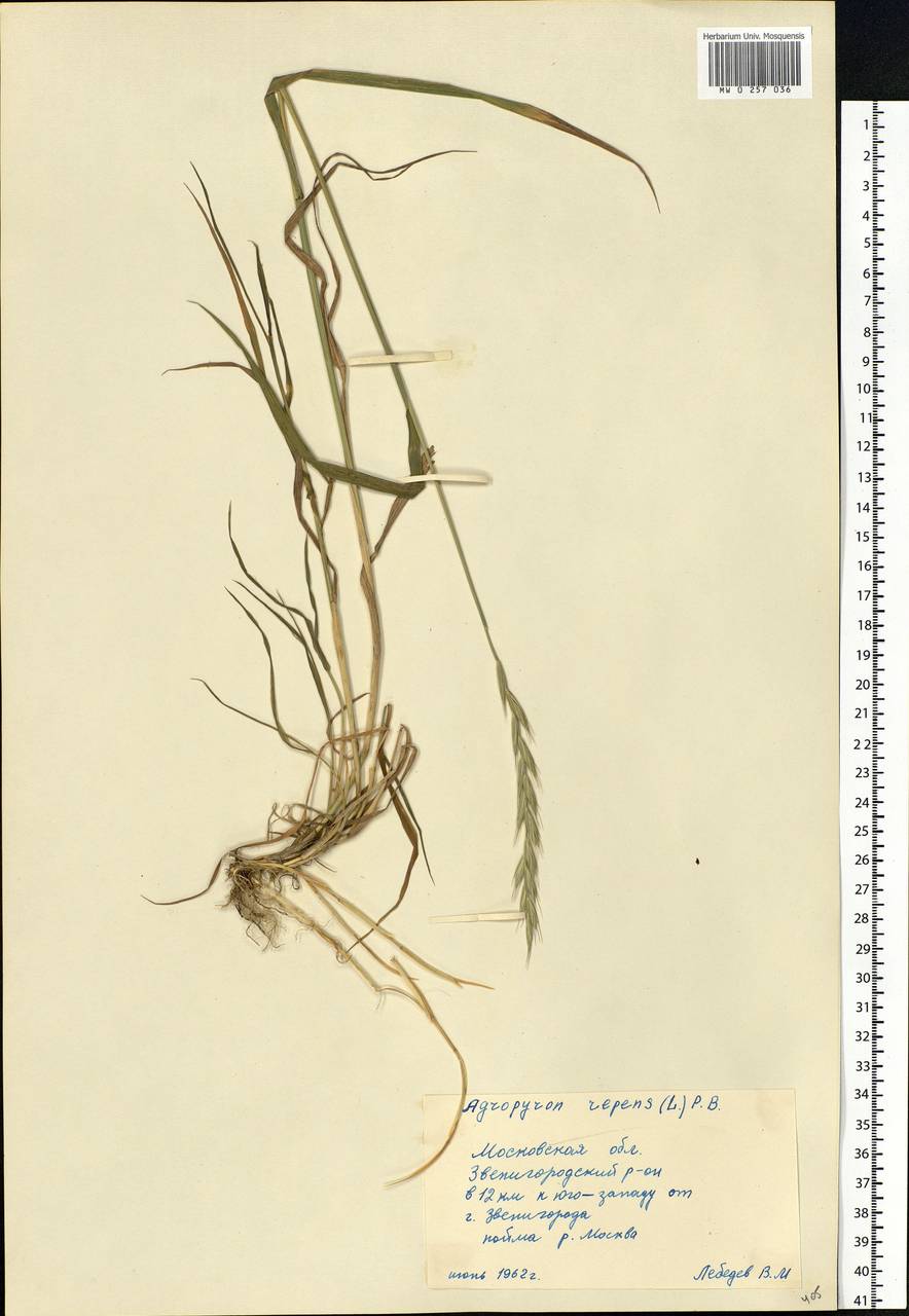 Elymus repens (L.) Gould, Eastern Europe, Moscow region (E4a) (Russia)