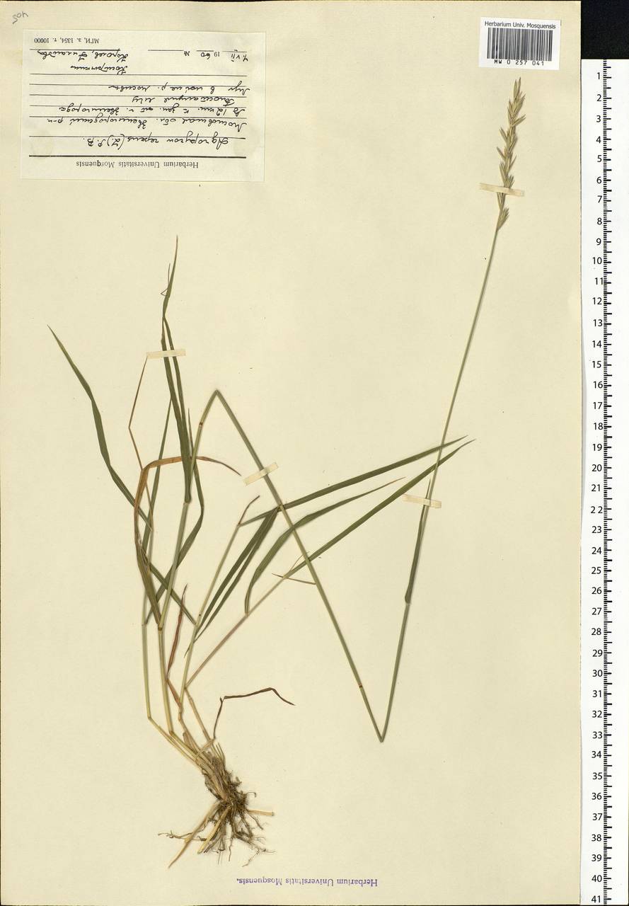 Elymus repens (L.) Gould, Eastern Europe, Moscow region (E4a) (Russia)