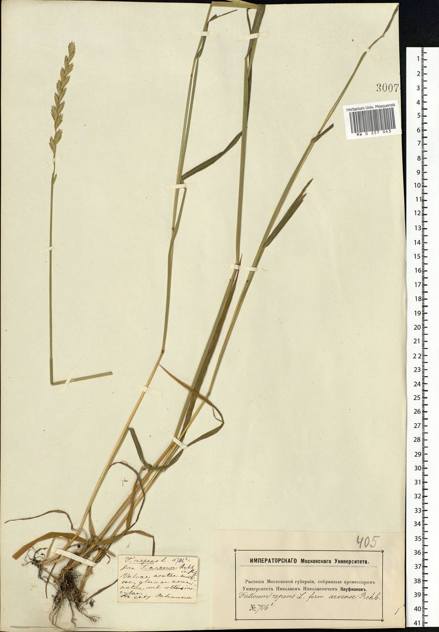 Elymus repens (L.) Gould, Eastern Europe, Moscow region (E4a) (Russia)