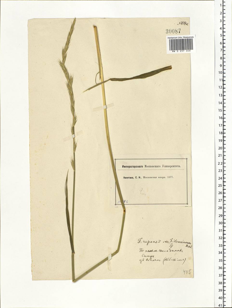 Elymus repens (L.) Gould, Eastern Europe, Moscow region (E4a) (Russia)