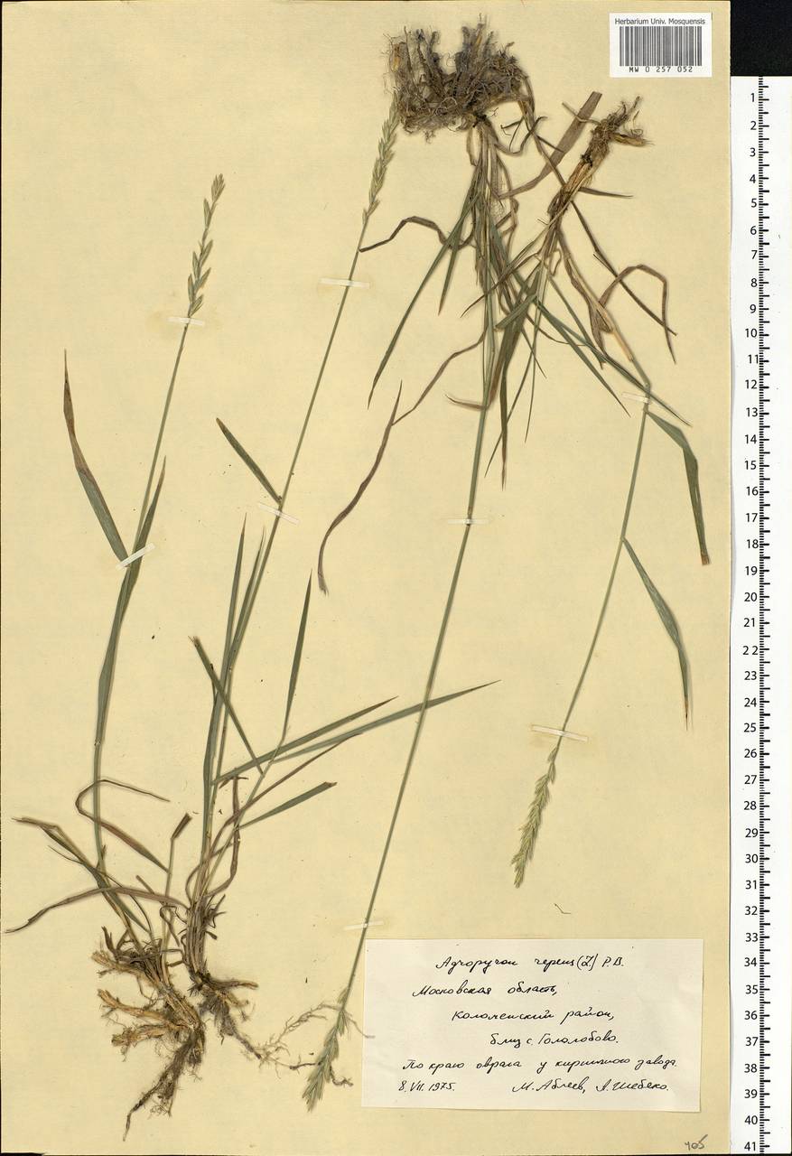 Elymus repens (L.) Gould, Eastern Europe, Moscow region (E4a) (Russia)