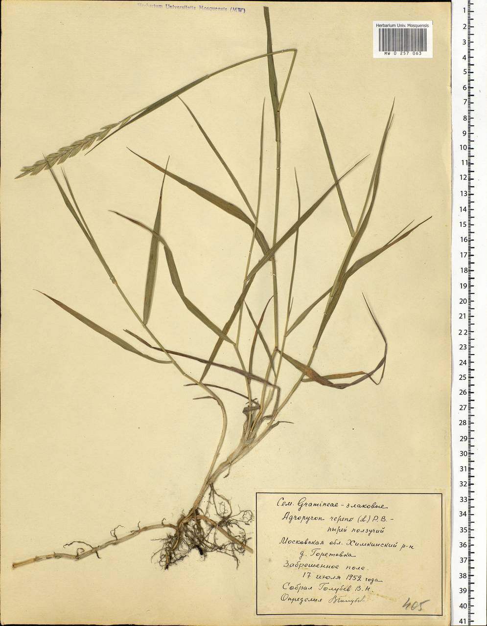 Elymus repens (L.) Gould, Eastern Europe, Moscow region (E4a) (Russia)