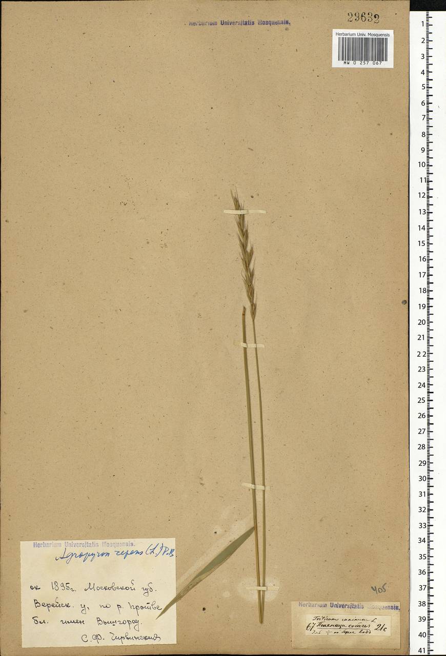 Elymus repens (L.) Gould, Eastern Europe, Moscow region (E4a) (Russia)