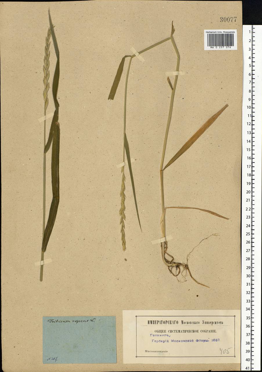 Elymus repens (L.) Gould, Eastern Europe, Moscow region (E4a) (Russia)