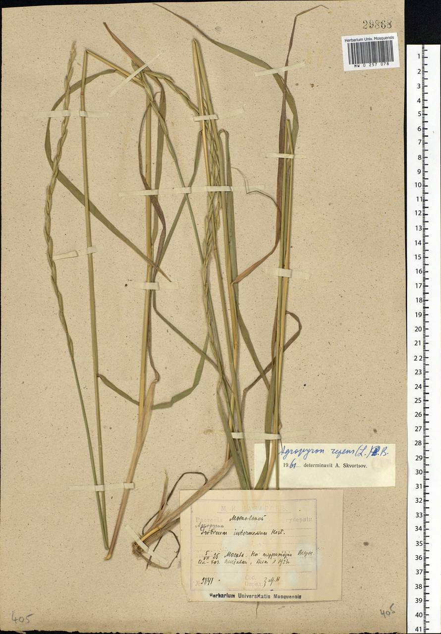 Elymus repens (L.) Gould, Eastern Europe, Moscow region (E4a) (Russia)