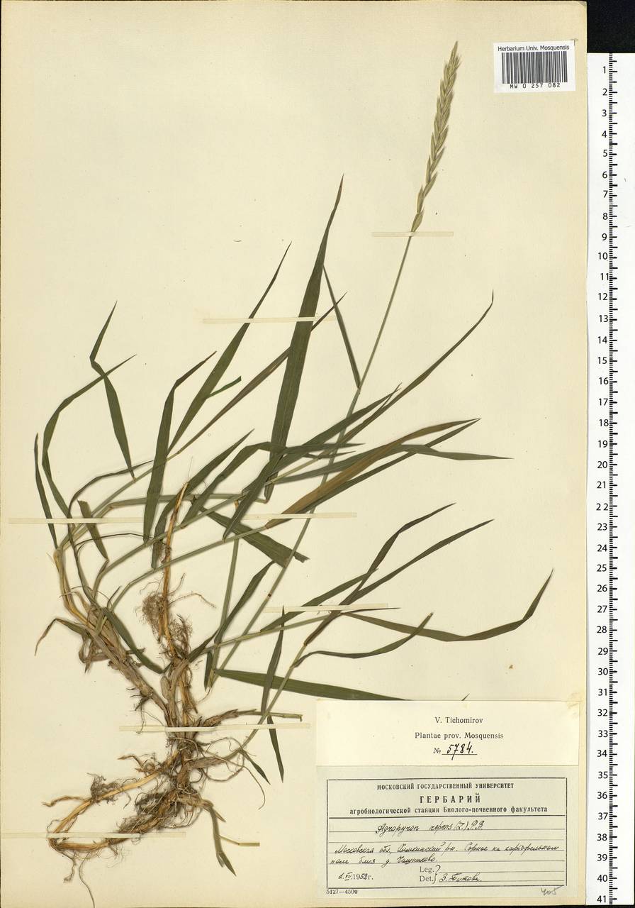 Elymus repens (L.) Gould, Eastern Europe, Moscow region (E4a) (Russia)