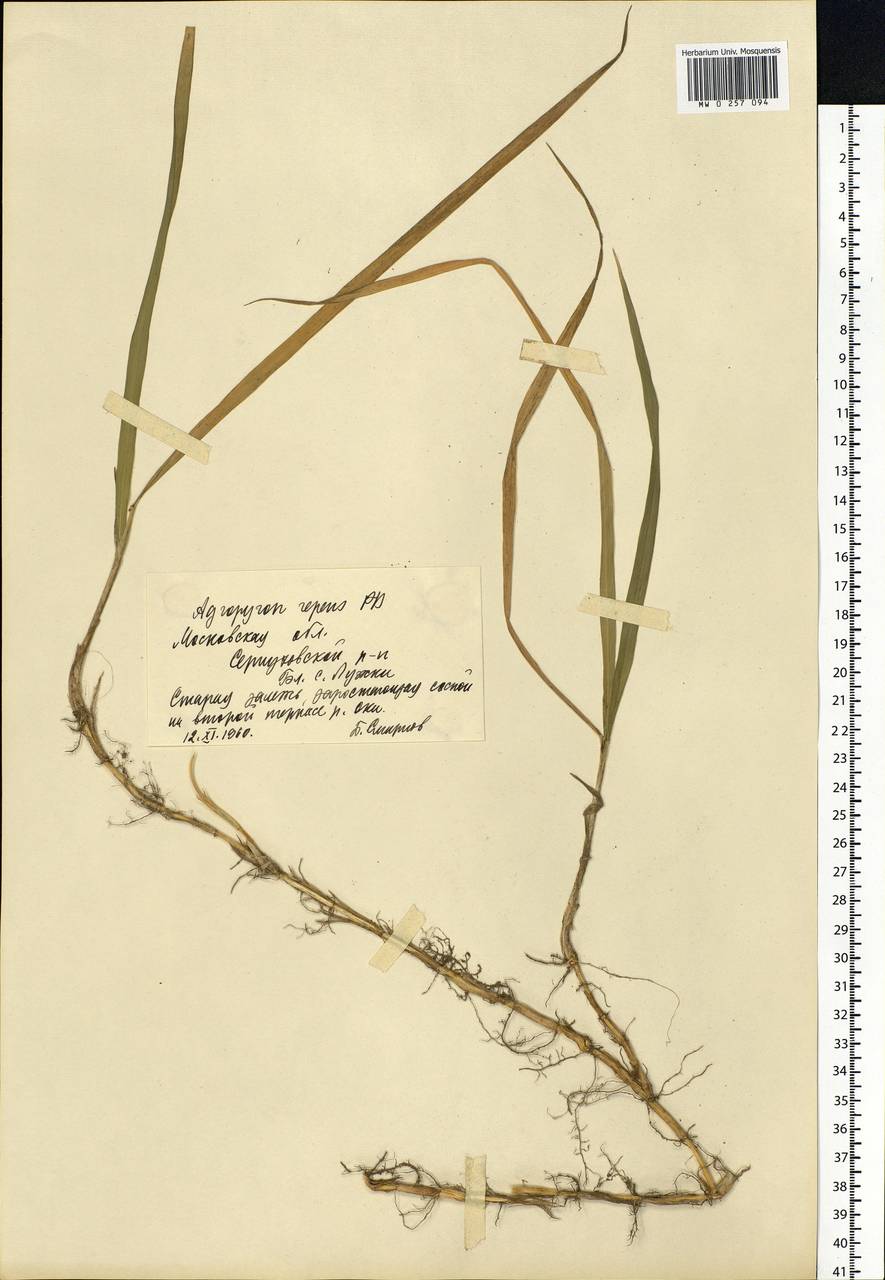 Elymus repens (L.) Gould, Eastern Europe, Moscow region (E4a) (Russia)