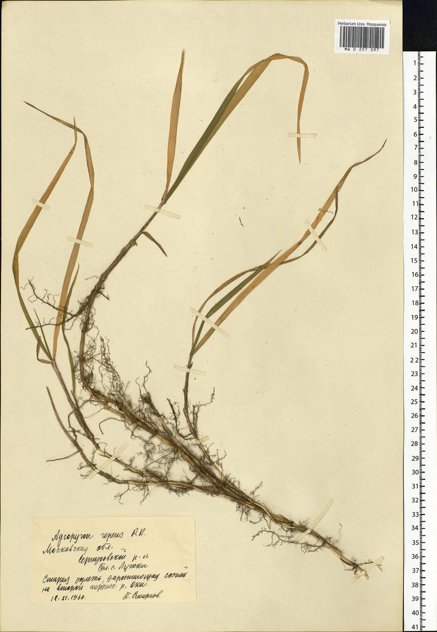 Elymus repens (L.) Gould, Eastern Europe, Moscow region (E4a) (Russia)