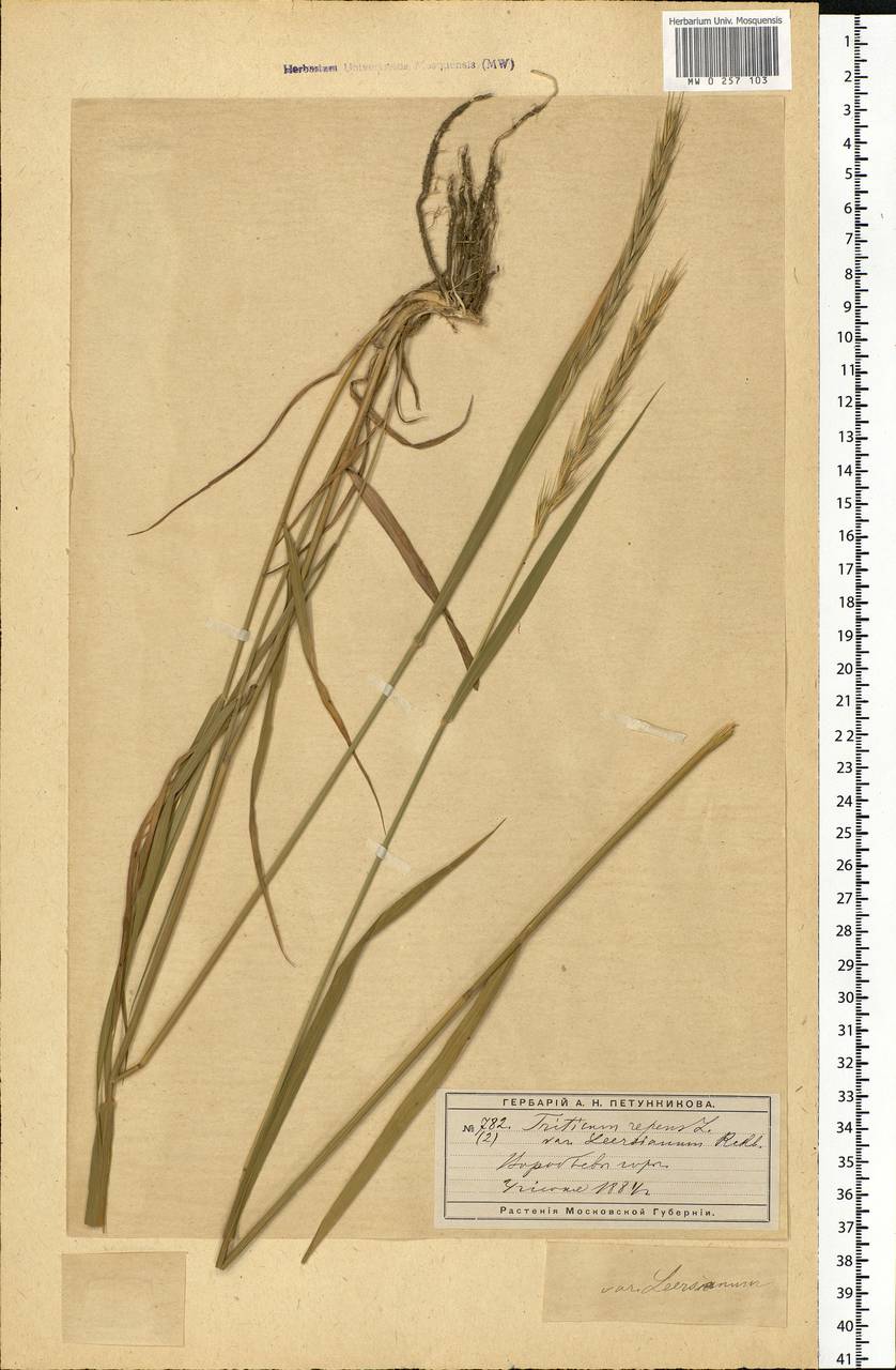 Elymus repens (L.) Gould, Eastern Europe, Moscow region (E4a) (Russia)