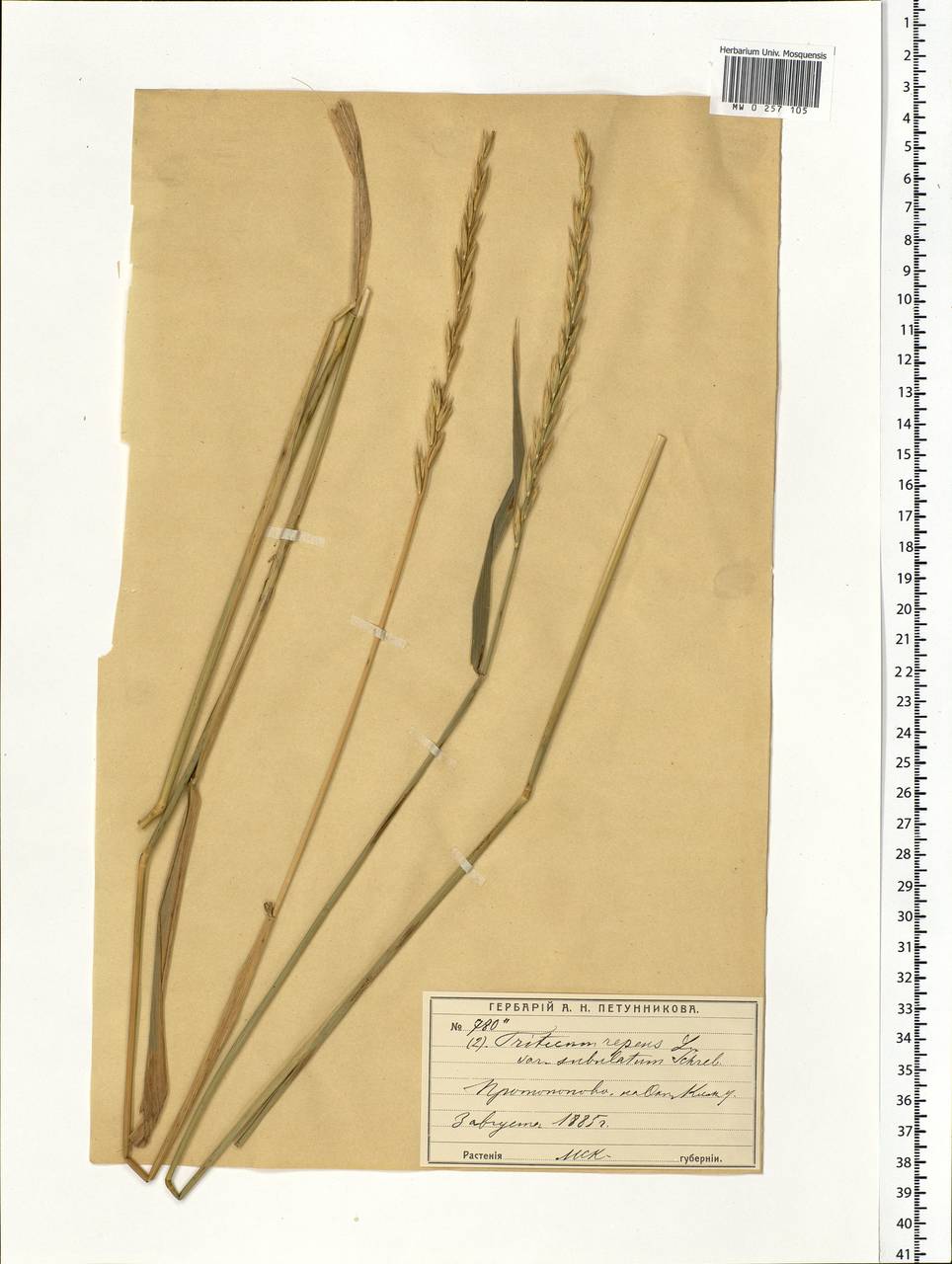 Elymus repens (L.) Gould, Eastern Europe, Moscow region (E4a) (Russia)