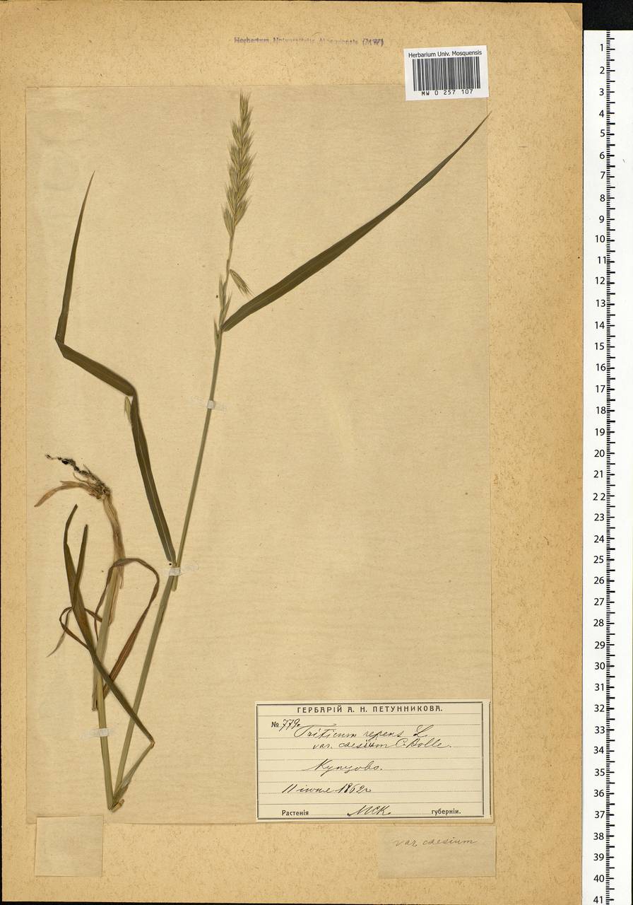 Elymus repens (L.) Gould, Eastern Europe, Moscow region (E4a) (Russia)